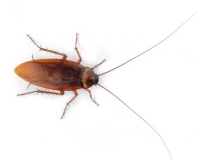 Roach example