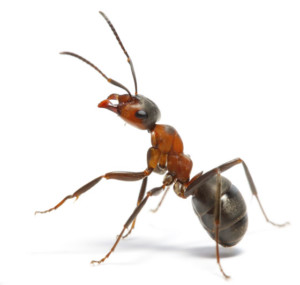 Ant Inspection and Removal