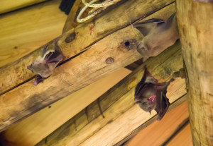 Bats in home attic