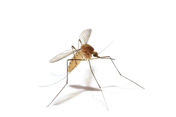 mosquito elimination services