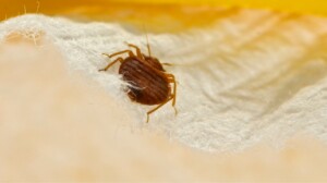Pest Services in Carmel