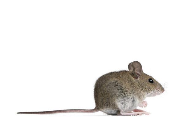 rat and mouse extermination