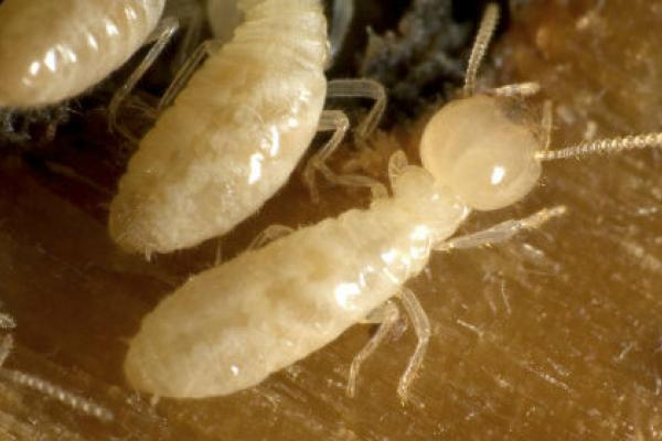 termite extermination